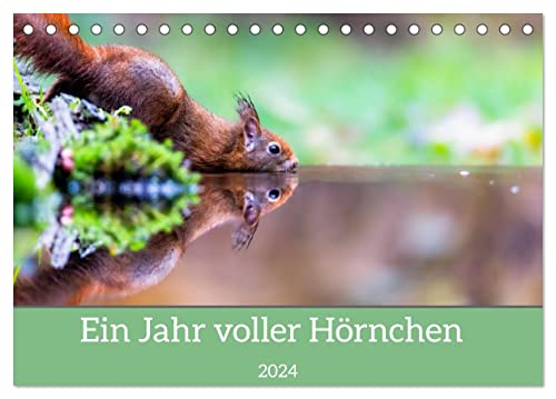 Ein Jahr voller Hörnchen (Tischkalender 2024 DIN A5 quer), CALVENDO Monatskalender von CALVENDO