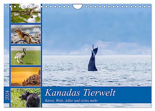 Kanadas Tierwelt - Bären, Wale und vieles mehr (Wandkalender 2024 DIN A4 quer), CALVENDO Monatskalender von CALVENDO