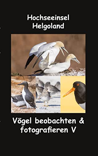 Hochseeinsel Helgoland: Vögel beobachten & fotografieren V