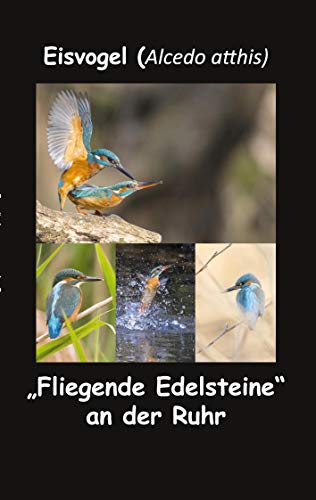 Eisvogel (Alcedo atthis): "Fliegende Edelsteine" an der Ruhr