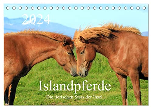 Islandpferde - Die tierischen Stars der Insel (Tischkalender 2024 DIN A5 quer), CALVENDO Monatskalender von CALVENDO