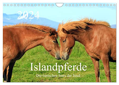 Islandpferde - Die tierischen Stars der Insel (Wandkalender 2024 DIN A4 quer), CALVENDO Monatskalender von CALVENDO