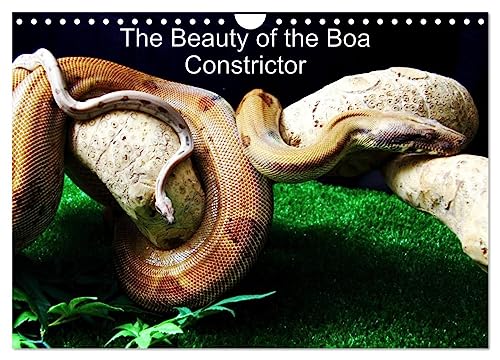 The Beauty of the Boa Constrictors (Wandkalender 2024 DIN A4 quer), CALVENDO Monatskalender von CALVENDO