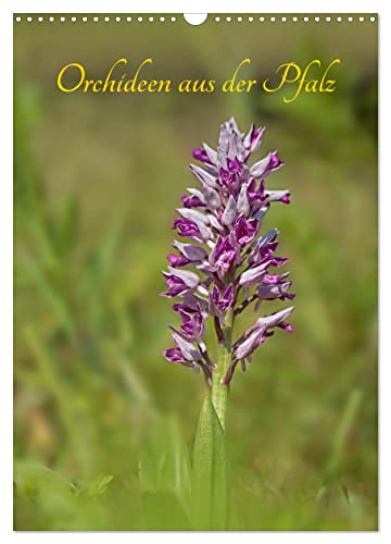Orchideen aus der Pfalz (Wandkalender 2024 DIN A3 hoch), CALVENDO Monatskalender