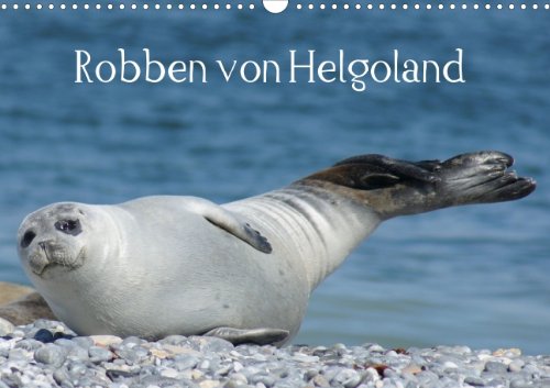 Robben von Helgoland (Posterbuch DIN A4 quer) [Spiral-bound] kattobello [Spiral-bound] kattobello
