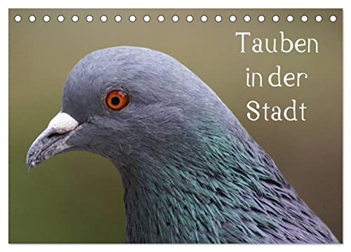 Tauben in der Stadt (Tischkalender 2025 DIN A5 quer), CALVENDO Monatskalender von CALVENDO