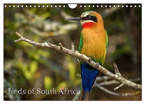 Birds of South Africa (Wall Calendar 2025 DIN A4 landscape), CALVENDO 12 Month Wall Calendar: Variety of Birds from South Africa von Calvendo