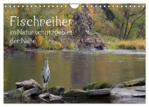 Der Fischreiher im Naturschutzgebiet der Nahe (Wandkalender 2024 DIN A4 quer), CALVENDO Monatskalender von CALVENDO
