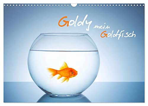 Goldy - mein Goldfisch (Wandkalender 2024 DIN A3 quer), CALVENDO Monatskalender