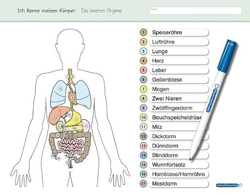 Ich kenne meinen Körper - Die inneren Organe: Für die 3. bis 6. Klasse - Stabile wiederbeschreibbare Lernvorlage im großen Format (Vorder- und ... - trocken abwischbar ohne zu schmieren Ich kenne meinen Körper - Die inneren Organe: Für die 3. bis 6. Klasse - Stabile wiederbeschreibbare Lernvorlage im großen Format (Vorder- und ... - trocken abwischbar ohne zu schmieren