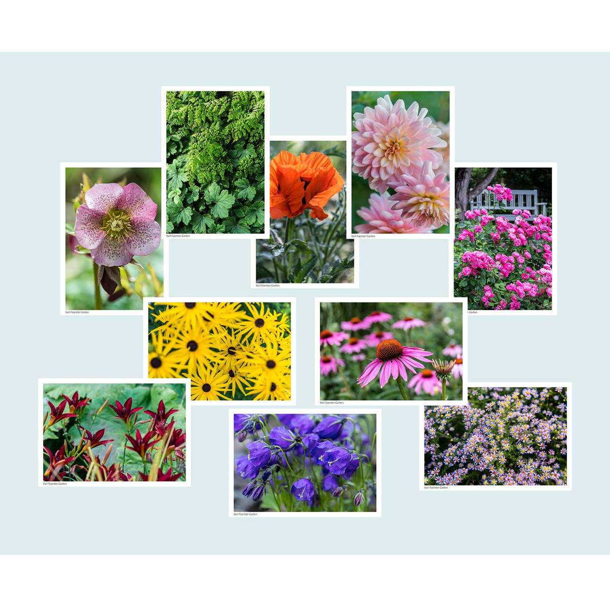 10er-Set Postkarten »Blüten im Karl-Foerster-Garten« 10er-Set Postkarten »Blüten im Karl-Foerster-Garten« von Monumente Publikationen