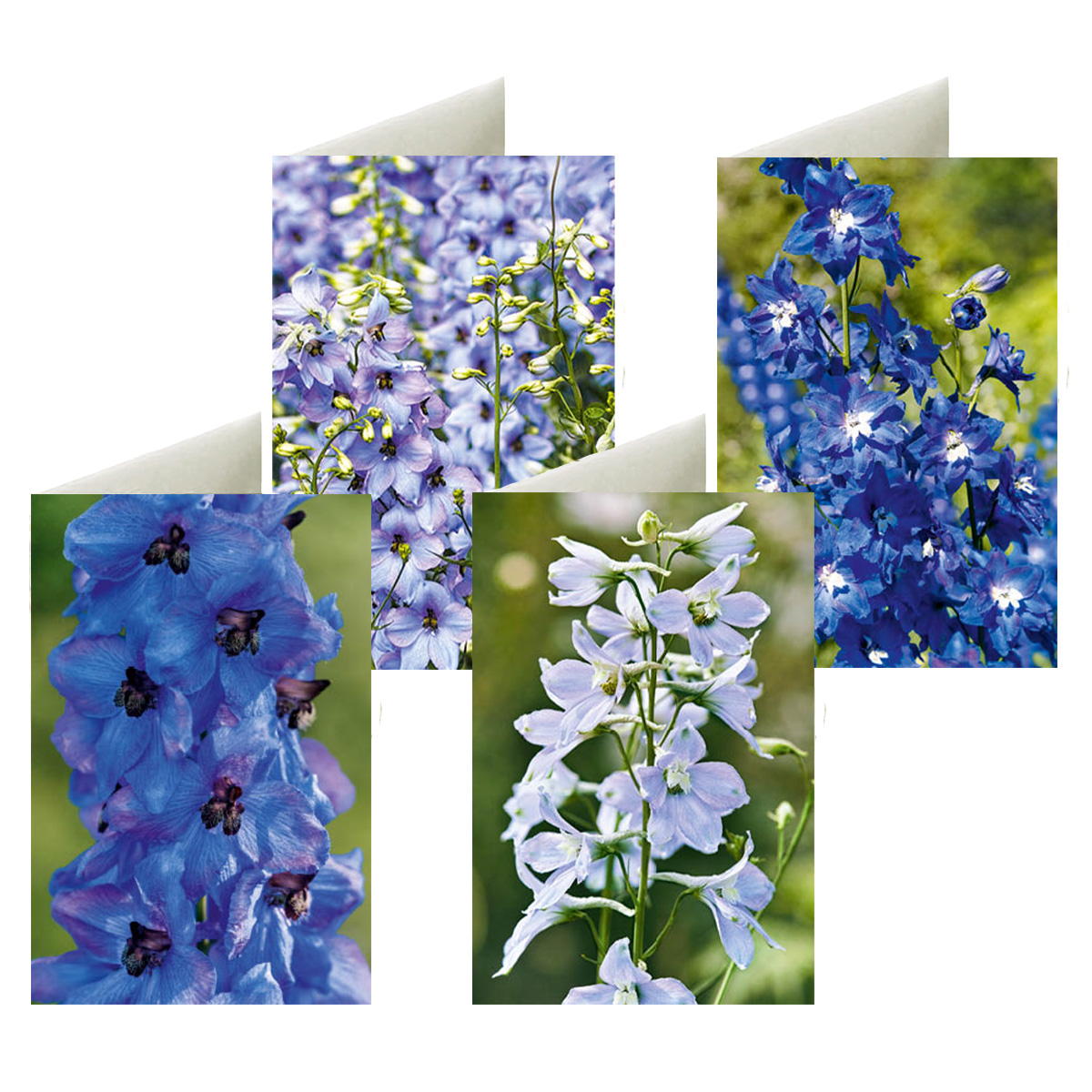 8er-Set Briefkarten »Rittersporn-blaue Schätze« 8er-Set Briefkarten »Rittersporn-blaue Schätze« von Monumente Publikationen