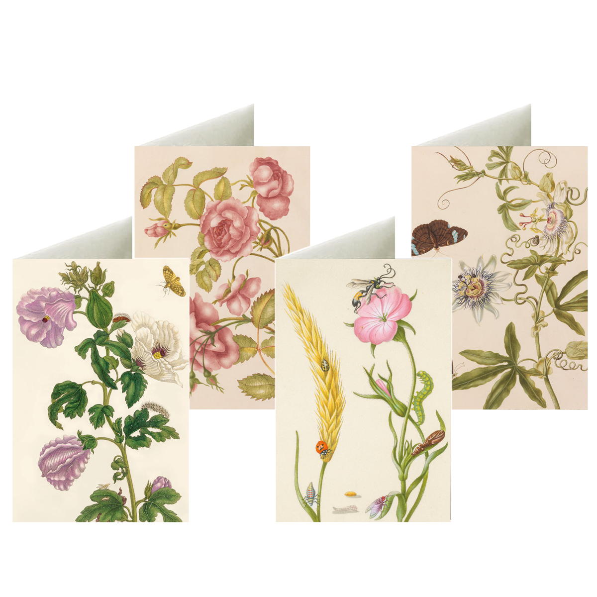 8er-Set Briefkarten »Sommerwelt Merian« 8er-Set Briefkarten »Sommerwelt Merian« von Monumente Publikationen