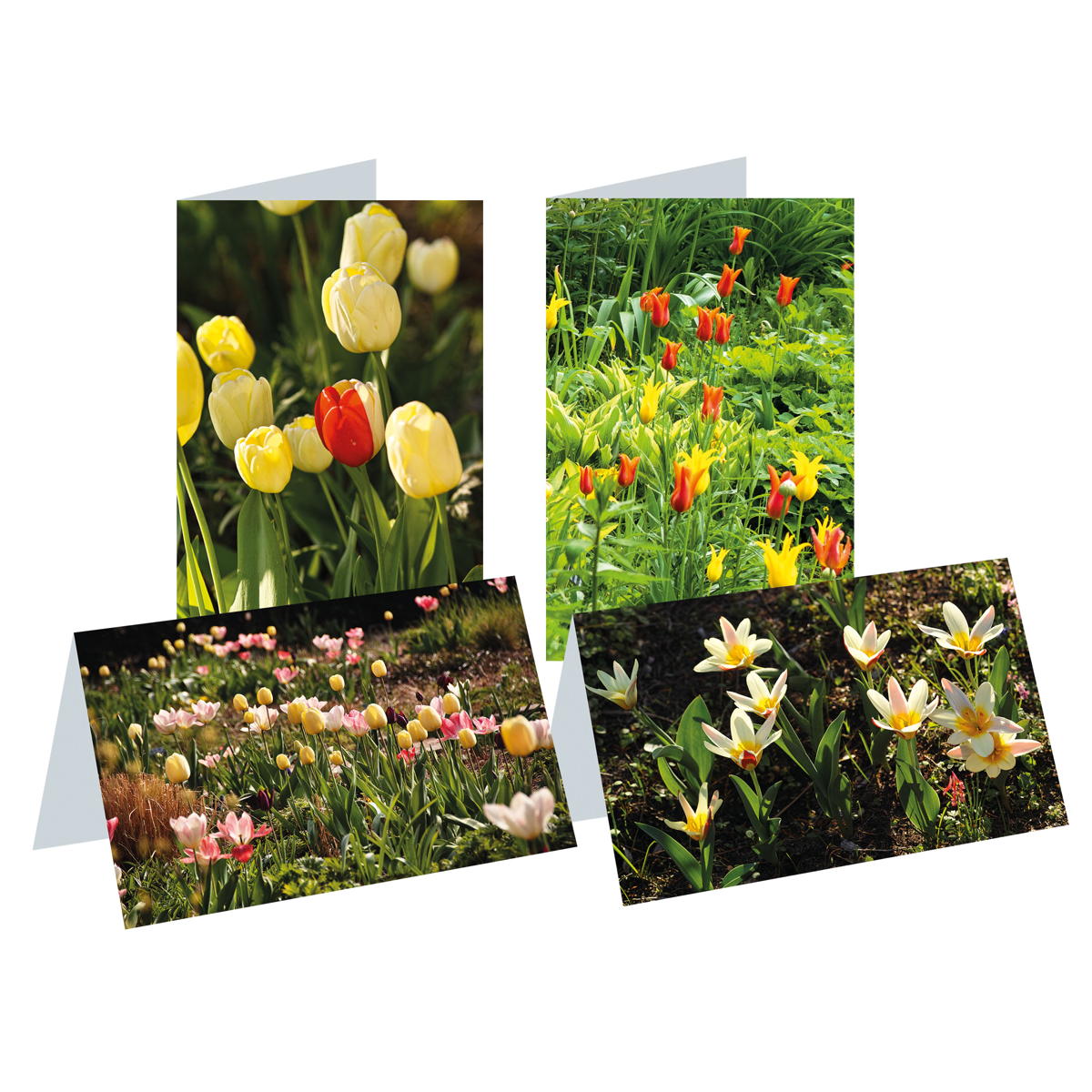 8er-Set Briefkarten »Tulpen im Foerster-Garten« 8er-Set Briefkarten »Tulpen im Foerster-Garten« von Monumente Publikationen