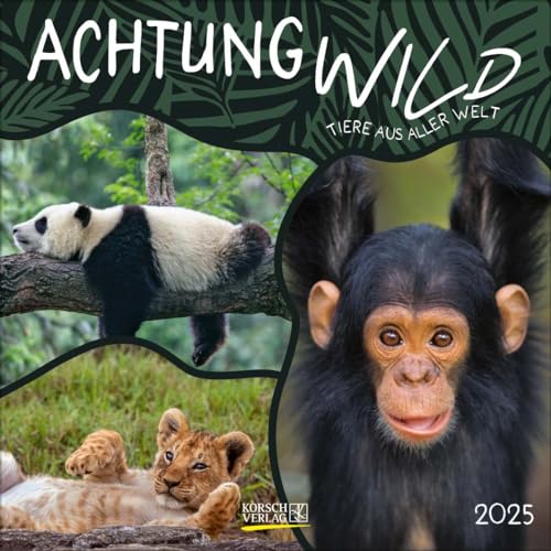 Achtung wild - Tiere aus aller Welt 2025: Broschürenkalender mit Ferienterminen. 30 x 30 cm - Wandkalender von Korsch Verlag