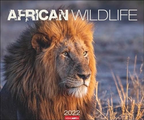 African Wildlife Kalender 2022 - Tierkalender - Wandkalender mit internationalem Monatskalendarium - 12 Farbfotos - 55 x 46 cm von Harenberg u.Weingarten