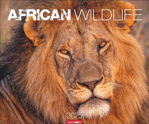 African Wildlife Kalender 2025: Die Tierwelt Afrikas in atemberaubenden Fotos festgehalten für einen großen Wandkalender. Foto-Kalender im Großformat 55 x 46 cm (Tierkalender Weingarten) von Weingarten