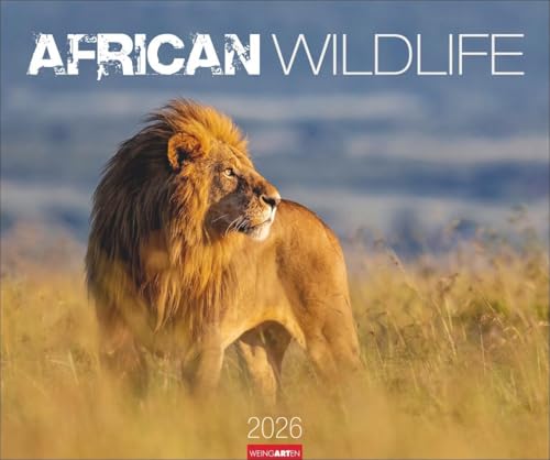 African Wildlife Kalender 2026: Die Tierwelt Afrikas in atemberaubenden Fotos festgehalten für einen großen Wandkalender. Foto-Kalender im Großformat 55 x 46 cm (Tierkalender Weingarten) von Weingarten