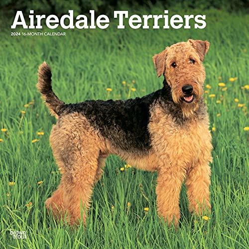 Airedale Terriers 2024 Square von BrownTrout