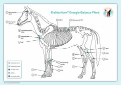 Akupunktur-Tafel Pferd von Michaels-Verlag / PraNeoHom Verlag
