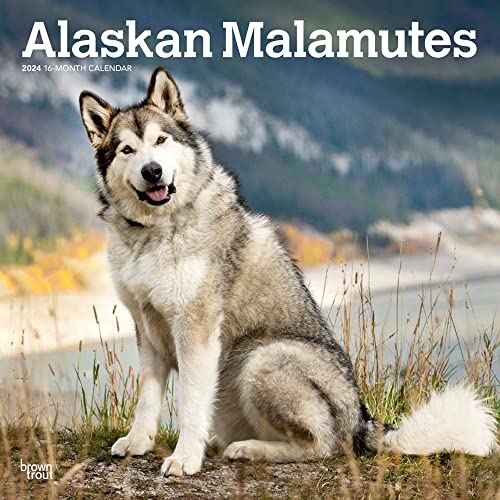 Alaskan Malamutes 2024 Square von BrownTrout