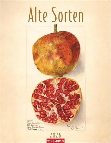 Alte Sorten Kalender 2026: Dekorativer Wandkalender mit historischen Zeichnungen. Die Klassiker im Obstgarten in Szene gesetzt: Natur- und Food-Kalender im Format 34 x 44 cm Alte Sorten Kalender 2026: Dekorativer Wandkalender mit historischen Zeichnungen. Die Klassiker im Obstgarten in Szene gesetzt: Natur- und Food-Kalender im Format 34 x 44 cm von Weingarten