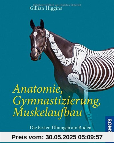 Anatomie, Gymnastizierung, Muskelaufbau: Die besten Übungen am Boden