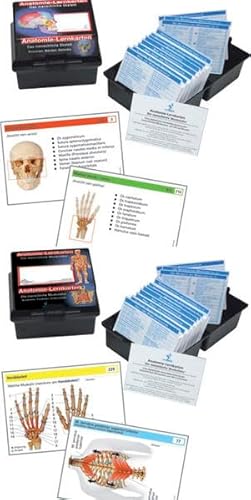 Anatomie-Lernkarten: Das menschliche Skelett / Die menschliche Muskulatur von Europa-Lehrmittel