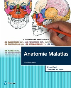Anatomie Malatlas von Pearson Studium