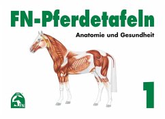 Anatomie und Gesundheit / FN-Pferdetafeln 1 von FN-Verlag