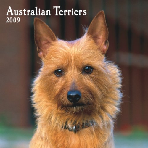 Australian Terriers 2009 von Brown Trout-Auslieferer Flechsig