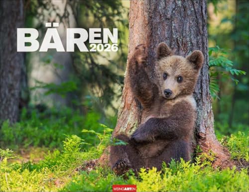 Bären Kalender 2026: Meister Petz im Jahres-Wandkalender 2026. Lustige Momentaufnahmen und herzerwärmende Bärenfotos vom Grizzly bis zum Eisbären. ... 44 x 34 cm (Tierkalender Weingarten) von Weingarten