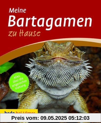 Bartagamen zu Hause