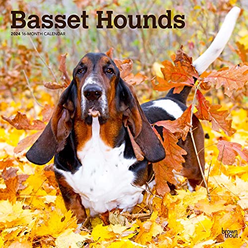 Basset Hounds 2024 Square von BrownTrout
