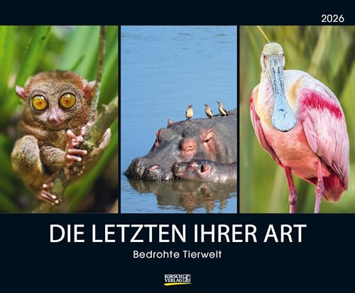 Bedrohte Tierwelt 2026: Großer Wandkalender mit spektakulären Naturaufnahmen. PhotoArt Kalender. Querformat: 55 x 45,5 cm von Korsch Verlag