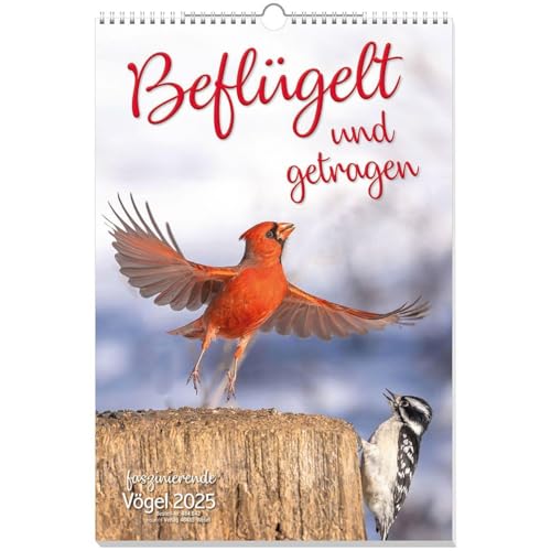 Beflügelt und getragen 2025: Vögel