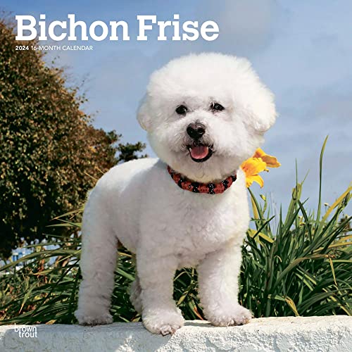 Bichon Frise 2024 Square Bichon Frise 2024 Square
