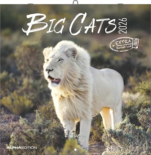 Big Cats 2026 - Broschürenkalender 30x30 cm (30x60 geöffnet) - Kalender mit Platz für Notizen - Big Cats - Bildkalender - Wandplaner - Alpha Edition: Big Cats von ALPHA EDITION