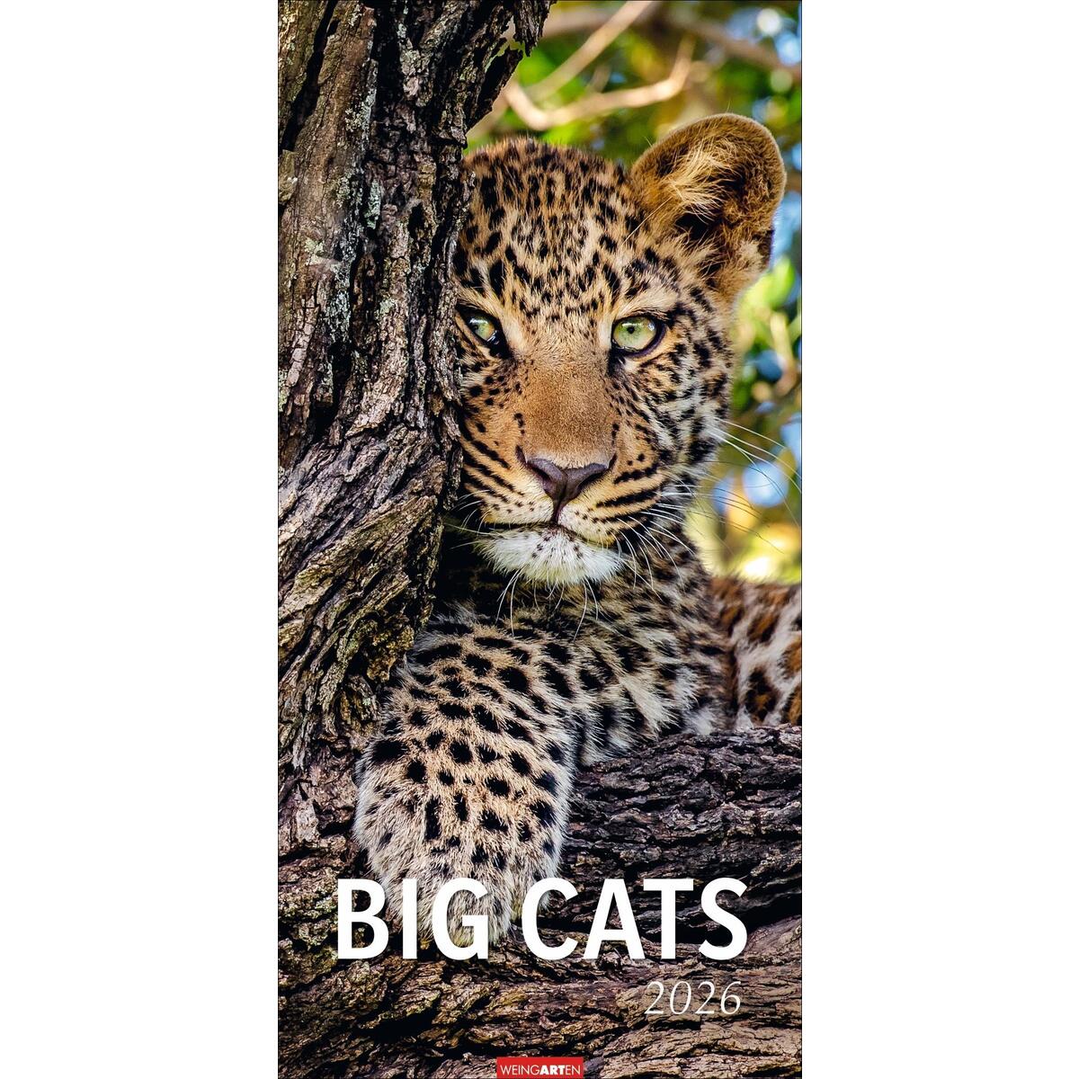 Big Cats Kalender 2026 Big Cats Kalender 2026 von Weingarten