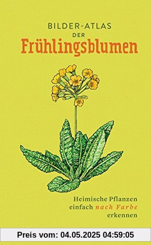 Bilder-Atlas der Frühlingsblumen: Heimische Pflanzen einfach nach Farbe erkennen