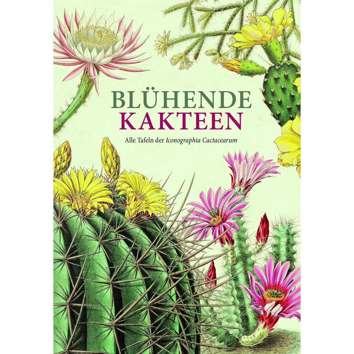 Blühende Kakteen von Favoritenpresse