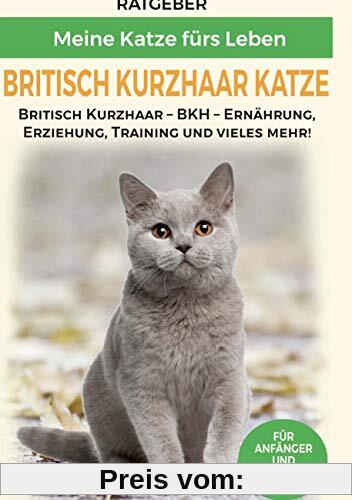 Britisch Kurzhaar Katze: Britisch Kurzhaar Katze Ratgeber - BKH Katze - Erziehung, Ernährung und Pflege