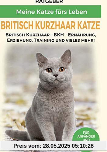 Britisch Kurzhaar Katze: Britisch Kurzhaar Katze Ratgeber - BKH Katze - Erziehung, Ernährung und Pflege