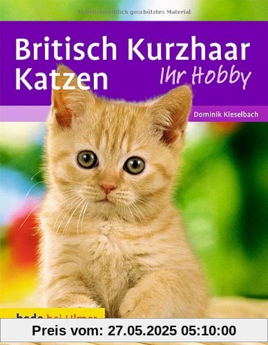 Britisch Kurzhaar Katzen