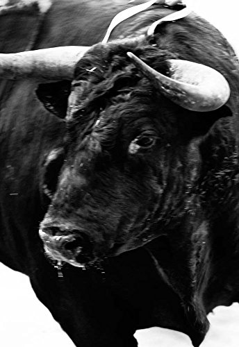 Carlos Cazalis: Sangre de Reyes von Rm