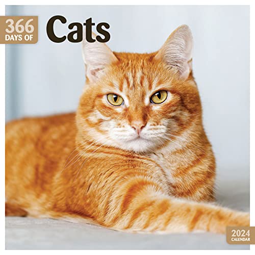 Cats 365 Days 2024 Calendar