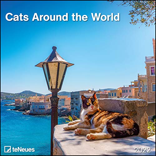 Cats Around the World 2022 - Wand-Kalender - Broschüren-Kalender - 30x30 - 30x60 geöffnet - Katzen-Kalender von teNeues