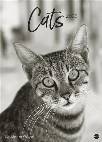 Cats Edition Kalender 2025: Elegante Samtpfoten in schwarz-weiß in einem XXL-Kalender. Tierkalender 2025 im Großformat. Hochwertiger großer Fotokalender für Katzenfans. von Heye
