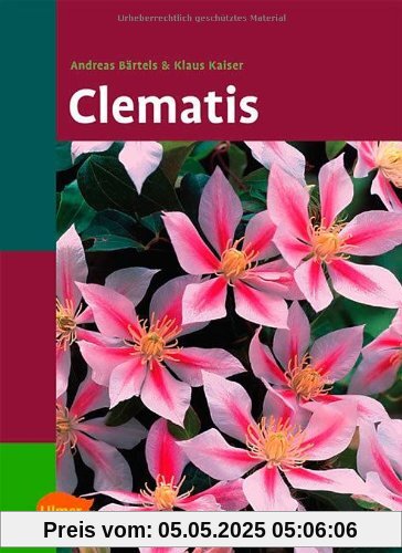 Clematis