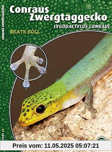 Conraus Zwergtaggecko: Lygodactylus conraui (Art für Art: Terraristik)